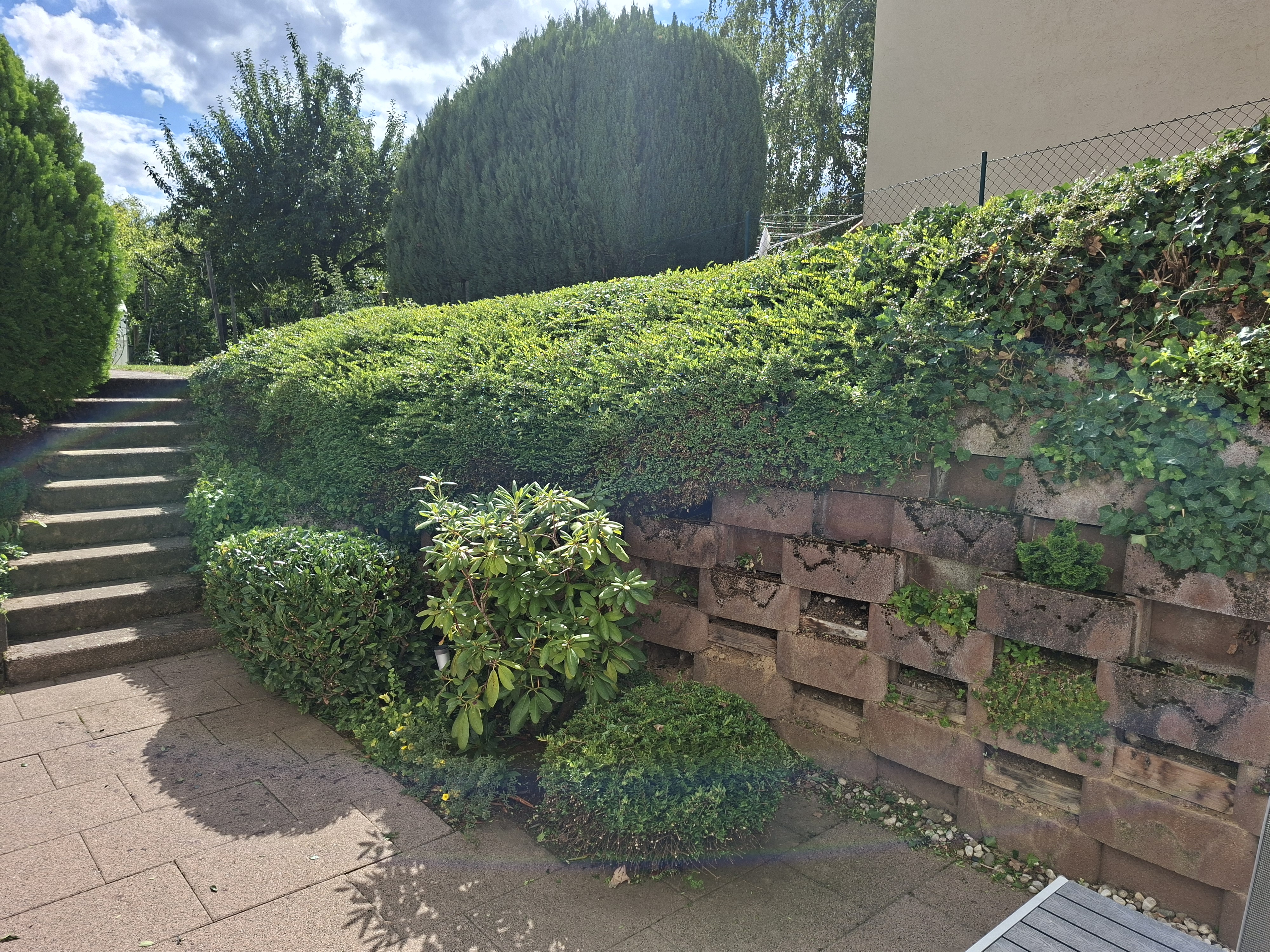 Hecke nach dem Formschnitt