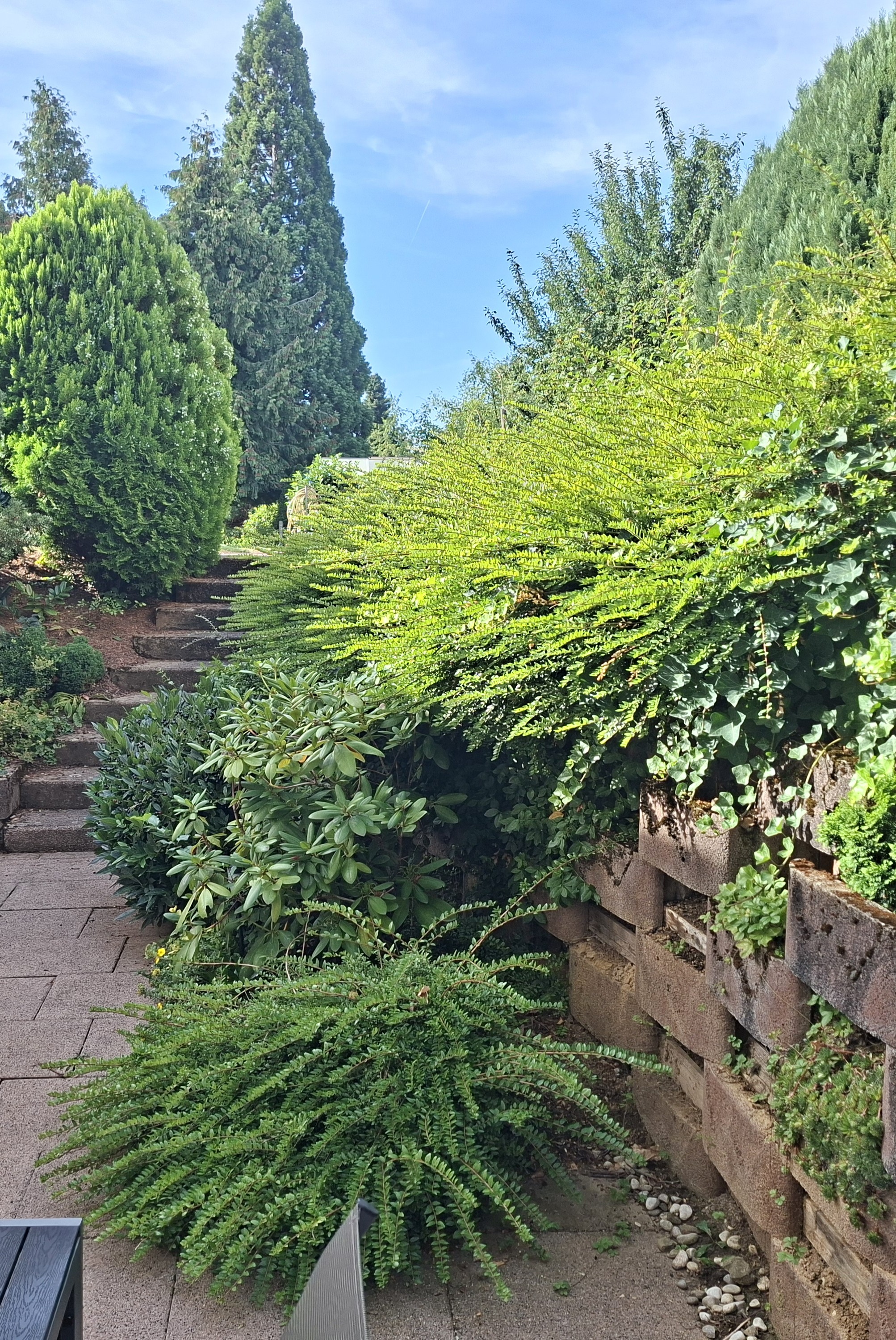 Hecke vor dem Formschnitt